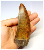 1315 - Investment Grade 12,6cm Carcharodontosaurus saharicus Dinosaur Tooth - Cretaceous KemKem Beds