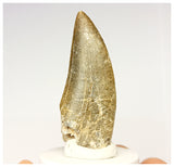 1326 - Eocarcharia dinops Dinosaur Tooth - Cretaceous Elrhaz Fm Tenere Desert