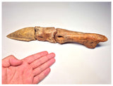 1498 - Museum Grade Spinosaurus aegyptiacus Dinosaur Complete Toe Finger with Claw- KemKem Beds