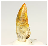 1322 - Gem Grade Afrovenator abakensis Megalosaurid Dinosaur Tooth Jurassic Tiouraren Fm