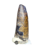 20142 - Huge Sarcosuchus imperator Crocodile Tooth - Lower Cretaceous Elrhaz Fm