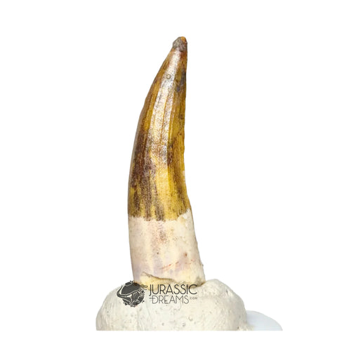 20127 - Nicely Preserved Suchomimus tenerensis Dinosaur Tooth