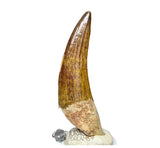 20027 - Gem Grade Large Suchomimus tenerensis Dinosaur Tooth - Lower Cretaceous