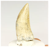 1328 - Gem Grade Afrovenator abakensis Megalosaurid Dinosaur Tooth Jurassic Tiouraren Fm