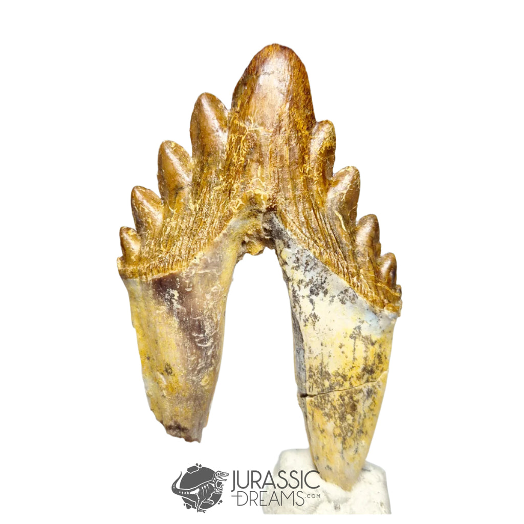 20125 - Outstanding Huge Basilosaurus (Whale Ancestor) Molar Rooted Tooth