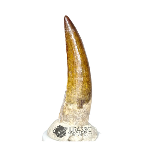 20158 - Nicely Preserved Suchomimus tenerensis Dinosaur Tooth