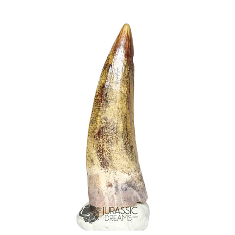 20348- Nicely Preserved Suchomimus tenerensis Dinosaur Tooth