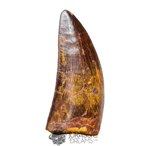 20042 - Gem Grade Carcharodontosaurus saharicus Dinosaur Tooth