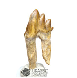 20243 - Nicely Preserved Basilosaurus (Whale Ancestor) Molar Rooted Tooth