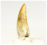 1322 - Gem Grade Afrovenator abakensis Megalosaurid Dinosaur Tooth Jurassic Tiouraren Fm