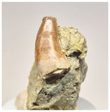 1537 -Top Rare Unidentified Megalosaurid Dinosaur Tooth - Jurassic El Mers Fm