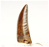 1334 - Nicely Preserved Carcharodontosaurus saharicus Dinosaur Tooth