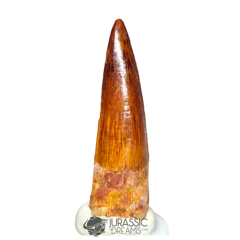 20213 - Gem Grade Spinosaurus aegyptiacus Dinosaur Tooth - Cretaceous KemKem Beds