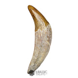 20123 - Top Huge Basilosaurus (Whale Ancestor) Incisor Rooted Tooth