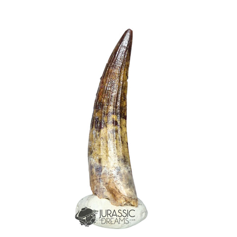 20294- Nicely Preserved Suchomimus tenerensis Dinosaur Tooth