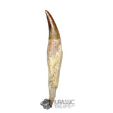 20131 - Top Huge Basilosaurus (Whale Ancestor) Incisor Rooted Tooth