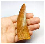 1330 - Huge Carcharodontosaurus saharicus Dinosaur Tooth - Cretaceous KemKem Beds