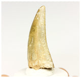 1327 - Gem Grade Afrovenator abakensis Megalosaurid Dinosaur Tooth Jurassic Tiouraren Fm