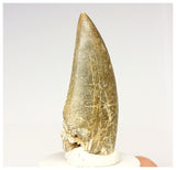 1326 - Eocarcharia dinops Dinosaur Tooth - Cretaceous Elrhaz Fm Tenere Desert