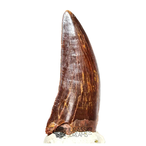 20041 - Gem Grade Carcharodontosaurus saharicus Dinosaur Tooth