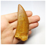 1332 - Huge Carcharodontosaurus saharicus Dinosaur Tooth - Cretaceous KemKem Beds