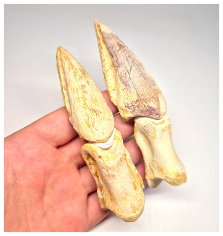 1496 - Museum Grade Spinosaurus aegyptiacus Dinosaur Partial Toe with Claws- KemKem Beds