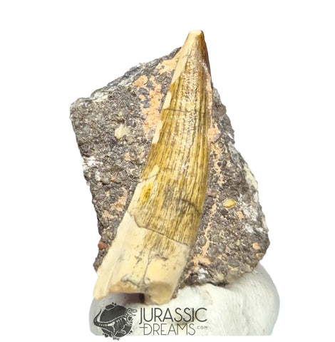 20255 - Nicely Preserved Suchomimus tenerensis Dinosaur Tooth in Natural Matrix