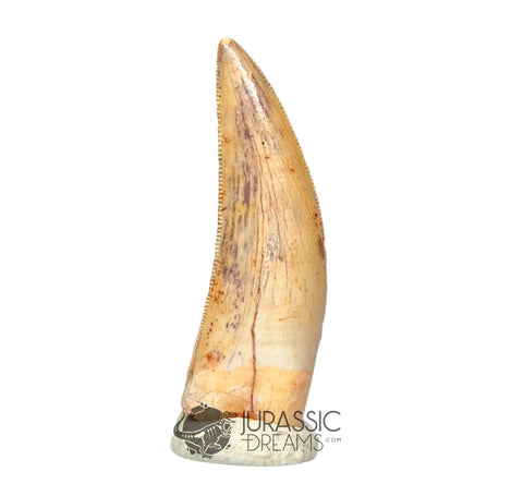 20026 - Gem Grade Large Abelisaurid Dinosaur Tooth - Cretaceous KemKem Beds