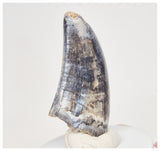 4000 - Museum Grade Serrated Tyrannosaurus rex Dinosaur Tooth from Montana, USA