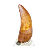 20043 - Finest Grade Rooted Carcharodontosaurus saharicus Dinosaur Premaxillary Tooth