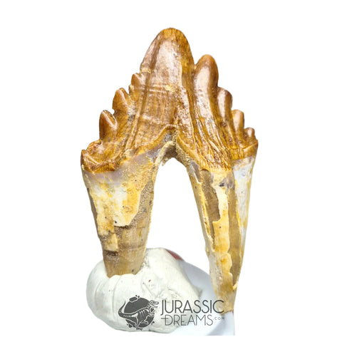 20231 - Nicely Preserved Basilosaurus (Whale Ancestor) Molar Rooted Tooth