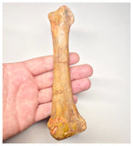 1520 - Rare Unidentified Cretaceous Crocodile Metacarpal Bone - KemKem Beds