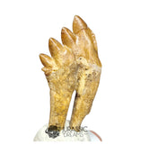 20245 - Nicely Preserved Basilosaurus (Whale Ancestor) Molar Rooted Tooth