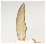 1325 - Rare Afrovenator abakensis Megalosaurid Dinosaur Tooth Jurassic Tiouraren Fm