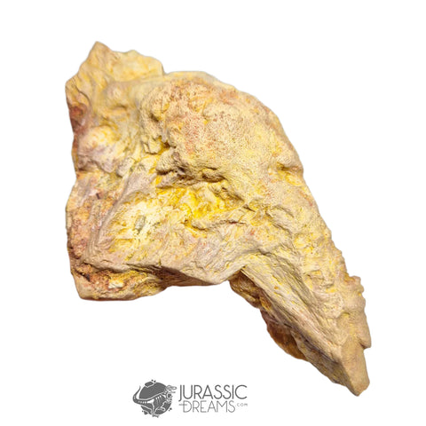 20237 - Exceedingly Rare Carcharodontosaurus saharicus Postorbital-Lacrimal Skull Bone