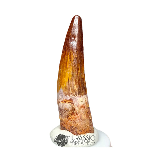 20335 - Nicely Preserved Spinosaurus aegyptiacus Dinosaur Tooth