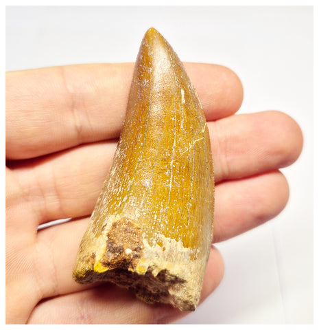 1384 - Nicely Preserved Carcharodontosaurus saharicus Dinosaur Tooth