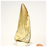 1343 - Nicely Preserved Suchomimus tenerensis Spinosaurid Dinosaur Tooth - Cretaceous Elrhaz Fm