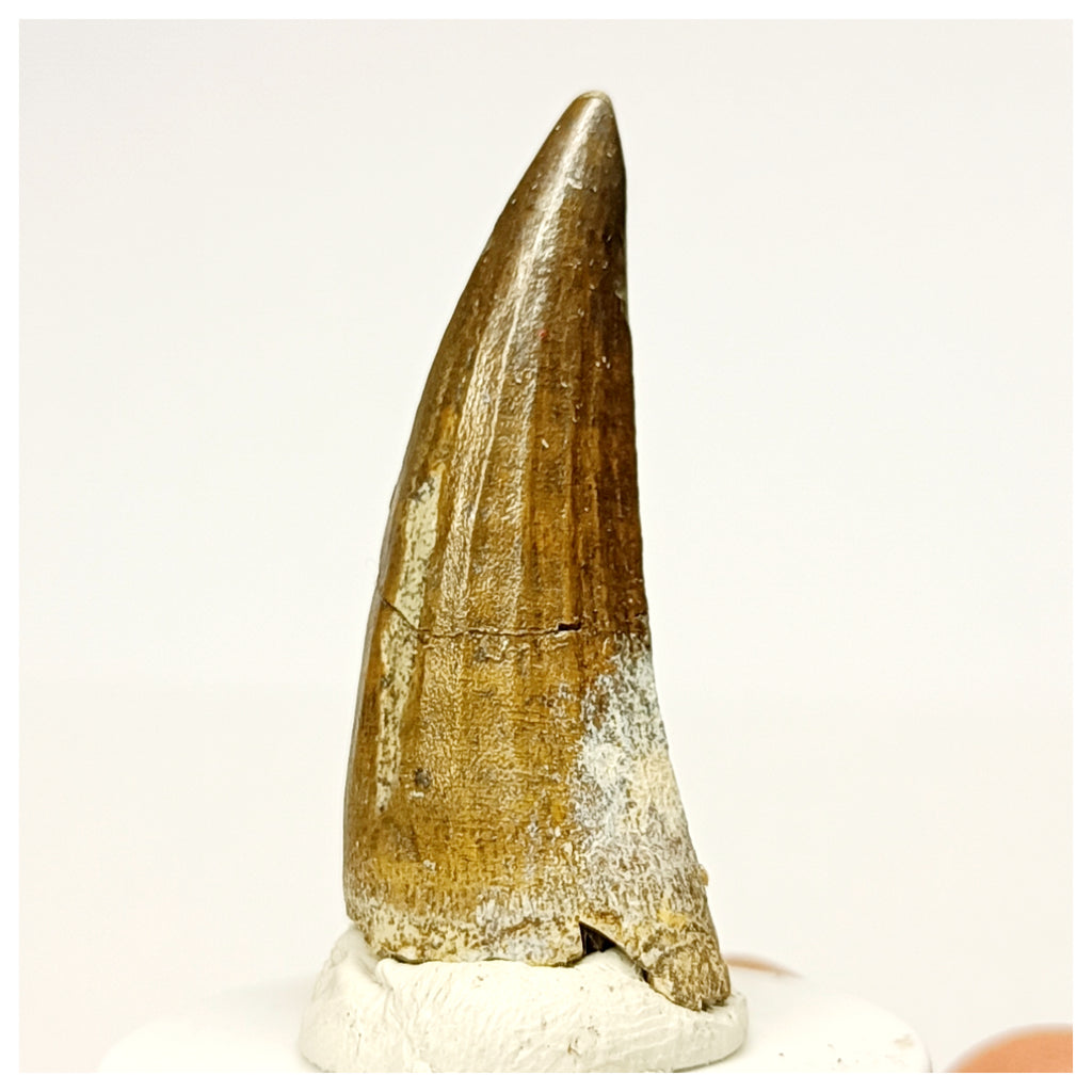 1346 - Rare Suchomimus tenerensis Spinosaurid Dinosaur Tooth - Cretaceous Elrhaz Fm