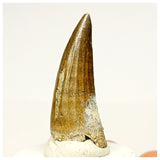 1346 - Rare Suchomimus tenerensis Spinosaurid Dinosaur Tooth - Cretaceous Elrhaz Fm