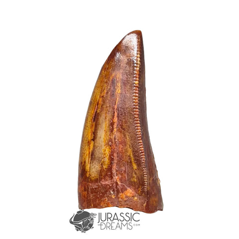 20224 - Finest Grade Carcharodontosaurus saharicus Dinosaur Premaxillary Tooth