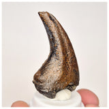 C27 - Rare Unidentified Theropod Dinosaur Manus Claw Lower Cretaceous Elrhaz Fm