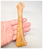 1520 - Rare Unidentified Cretaceous Crocodile Metacarpal Bone - KemKem Beds