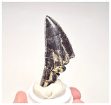 1521 - Top Rare Unidentified Megalosaurid Dinosaur Tooth - Jurassic El Mers Fm