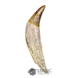 20131 - Top Huge Basilosaurus (Whale Ancestor) Incisor Rooted Tooth