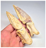 1496 - Museum Grade Spinosaurus aegyptiacus Dinosaur Partial Toe with Claws- KemKem Beds