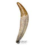 20123 - Top Huge Basilosaurus (Whale Ancestor) Incisor Rooted Tooth