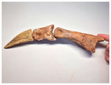 1498 - Museum Grade Spinosaurus aegyptiacus Dinosaur Complete Toe Finger with Claw- KemKem Beds