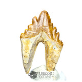 20231 - Nicely Preserved Basilosaurus (Whale Ancestor) Molar Rooted Tooth