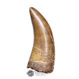 20121- Museum Grade Afrovenator abakensis Megalosaurid Dinosaur Tooth Jurassic Tiouraren Fm